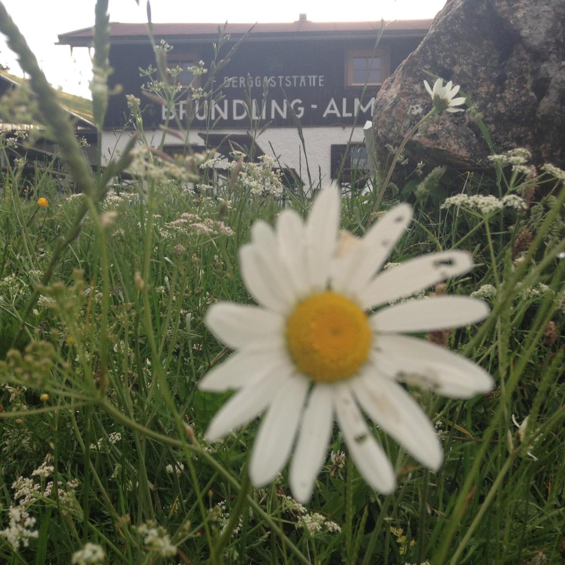 Bruendling-Alm Berggasthof Auf 1167M Auf Dem Hochfelln Bergen  Buitenkant foto